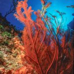 Orange Coral.  Bahamas (1994)