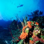 Little Cayman (1994)