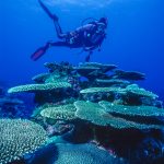 Coral plates in Yap.  Yap is an island in the Federated States of Micronesia, in the Pacific Ocean.   (1996)