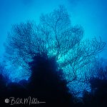 Sea fans are a type of soft coral known as gorgonians, which are colonial animals that form beautiful, branching structures. They are found in warm waters and provide habitat for various marine life.  Belize (1998)