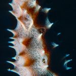 Closeup shot of coral.  Rum Cay, Bahamas (1983)