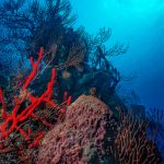 Sponges and corals. Belize (1998)