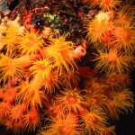 Orange Cup Coral. Bonaire (1992)
