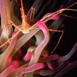 Arrow Crab on Anemone