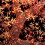 Soft coral at Palau. Palau,  a sovereign nation, is an archipelago of over 500 islands, part of the Micronesia region in the western Pacific Ocean.  (1996)