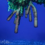 Deep sponges.  Rum Cay, Bahamas (1983)