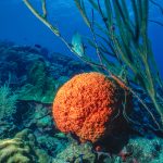Orange sponge.  Bonaire (1996)