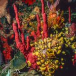 Color salad: Orange crinoid, sponges, corals.  Dominica (1999)