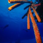 Tube sponges.  Belize (1998)