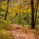 The Downstream Trail is a lollypop trail about 1½ miles total.