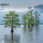 Reelfoot Lake State Park