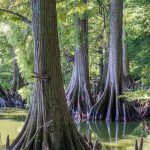 Reelfoot Lake State Park