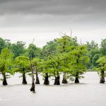Reelfoot Lake State Park