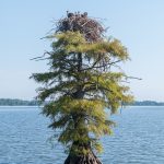 Reelfoot Lake State Park