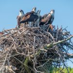 Reelfoot Lake State Park