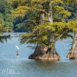 Reelfoot Lake State Park