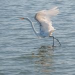 Reelfoot Lake State Park