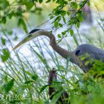 Reelfoot Lake State Park