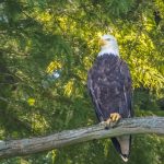 Reelfoot Lake State Park
