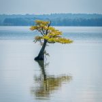 Reelfoot Lake State Park