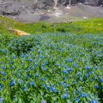 Along Imogene Pass Trail