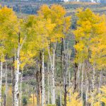 To Crested Butte