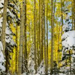 Near Lost Lake Campground along Kebler Pass Road