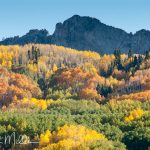 Along Kebler Pass Road