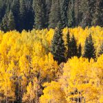 Along Kebler Pass Road
