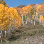 Along Last Dollar Road