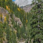 Lead King Basin Loop Trail