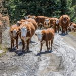 They are going upohill, so I suppose they have the right-of-way!