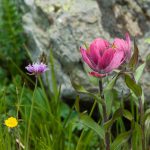 Along Yankee Boy Basin Trail
