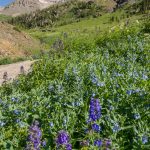 Along Yankee Boy Basin Trail