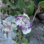 I caught the bloom at the right moment — each flower typically lasts only about a single day before fading. Yes, this plant produces the capers we buy in the grocery store. (3789)