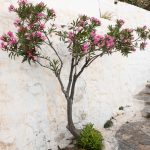 An evergreen flowering shrub which thrives in subtropical and Mediterranean climates. (2825)