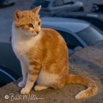 I haven't said much about cats, but they were everywhere on the islands . . . thousands. Here, perched on a ledge even with our table, was a new best friend . . . if we fed it. And we did. (2927)